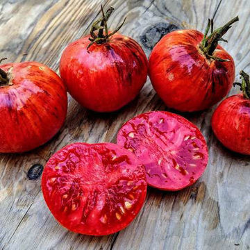 Persuasion Tomato Persuasion Tomato