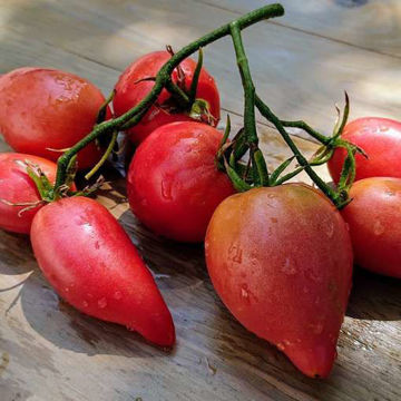 Pink Flamingo Tomato Pink Flamingo Tomato