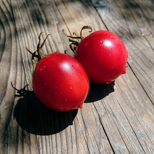 Pipochka de Syzran Tomato