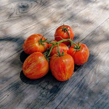 Plum Tigris Tomato Plum Tigris Tomato