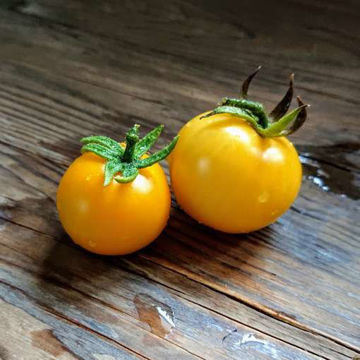 Poma Amoris Minora Lutea Tomato Poma Amoris Minora Lutea Tomato