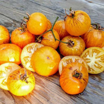 Primary Colors Tomato Primary Colors Tomato