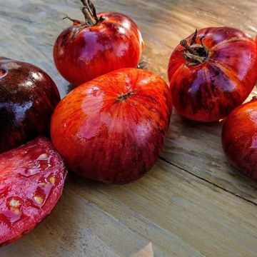 Queen of the Night Tomato Queen of the Night Tomato