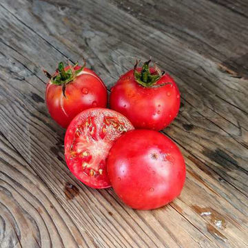 Rosa de L’etern Tomato Rosa de L’etern Tomato