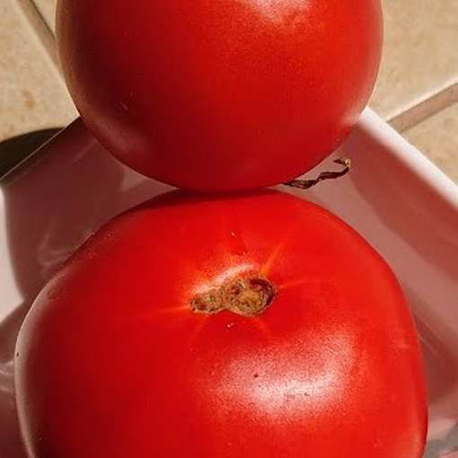 Saint Pierre Tomato