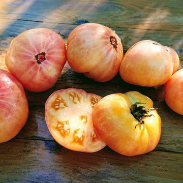 Sakhar Beliy Tomato Sakhar Beliy Tomato