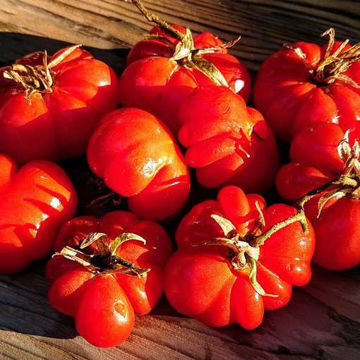 Santorini Paste Tomato Santorini Paste Tomato