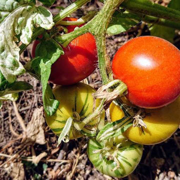Splash of Cream Tomato Splash of Cream Tomato