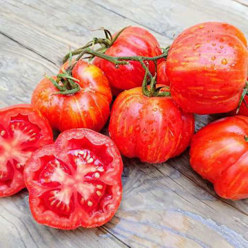 Striped Stuffer Tomato Striped Stuffer Tomato