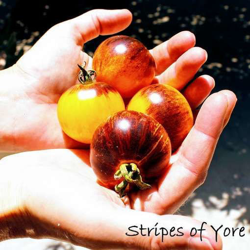 Stripes of Yore Tomato