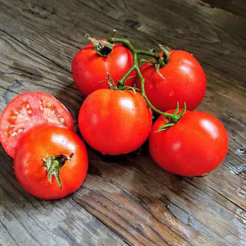 Stupice Tomato Stupice Tomato