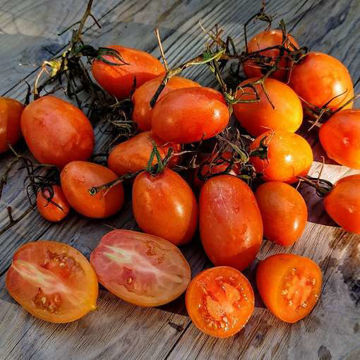 Summer Temptation Tomato Summer Temptation Tomato
