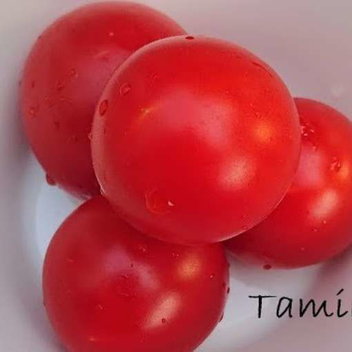 Tamina Tomato