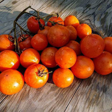 Tangella Tomato Tangella Tomato