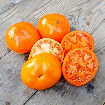 Tangerine Tomato Tangerine Tomato