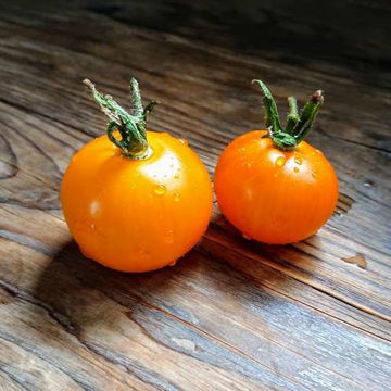Tante Cis Tomato Tante Cis Tomato