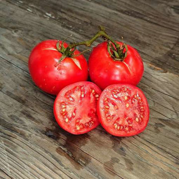 Thessaloniki Tomato Thessaloniki Tomato