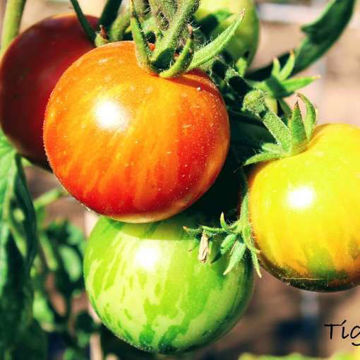Tigerella Tomato Tigerella Tomato