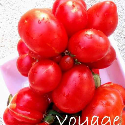Voyage Tomato