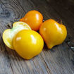 Yellow Scallops Tomato