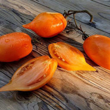 Buratino Tomato Buratino Tomato