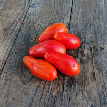 Carnica Tomato Carnica Tomato