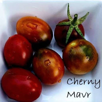 Cherny Mavr Tomato Cherny Mavr Tomato