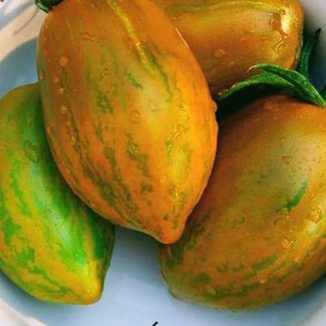 Dino Eggs Green Tomato Dino Eggs Green Tomato