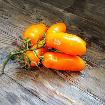 Eros Orange Tomato Eros Orange Tomato