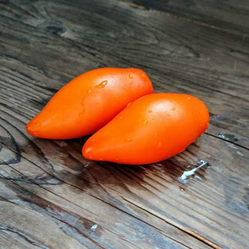 Golden Fang Tomato-Meraki Seeds