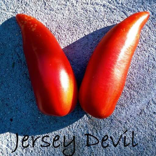 Jersey Devil Tomato