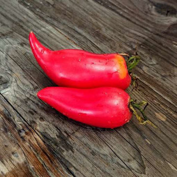 Korean Long Tomato Korean Long Tomato