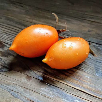 Pirkstine Orange Tomato Pirkstine Orange Tomato
