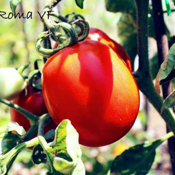 Roma VF Tomato Roma VF Tomato