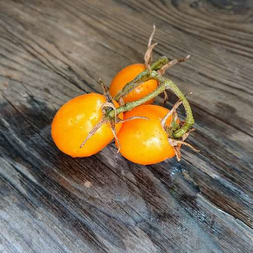 Sosulechka Tomato