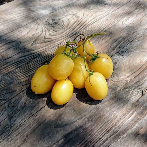 Sosulka Belaya Tomato