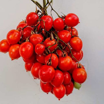 Bombeta Longkeeper Tomato Bombeta Longkeeper Tomato