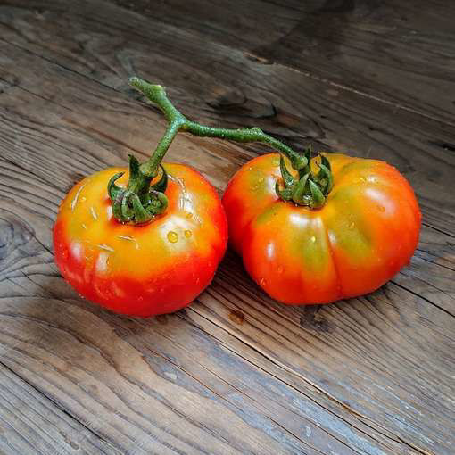 Espalda Verde Longkeeper Tomato