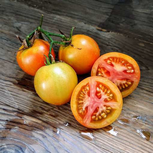 Longkeeper Tomato