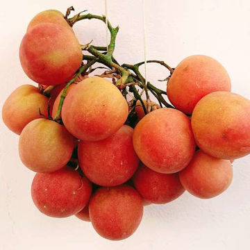 Mala Cara Longkeeper Tomato Mala Cara Longkeeper Tomato