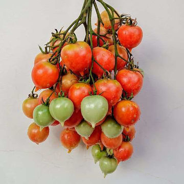 Mallorquìn Longkeeper Tomato Mallorquìn Longkeeper Tomato