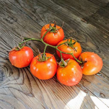 Mas Calceran Longkeeper Tomato Mas Calceran Longkeeper Tomato