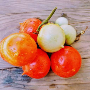 Montgrì Longkeeper Tomato Montgrì Longkeeper Tomato