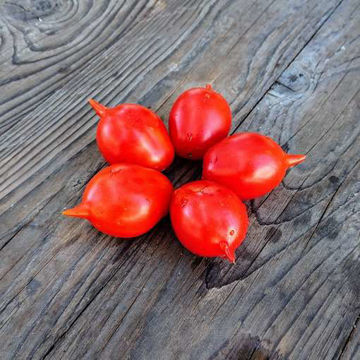 Napoletana Galatino Longkeeper Tomato Napoletana Galatino Longkeeper Tomato