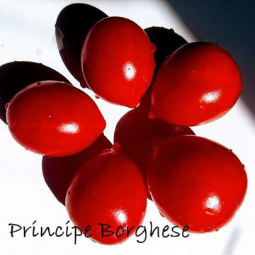 Principe Borghese Longkeeper Tomato Principe Borghese Longkeeper Tomato