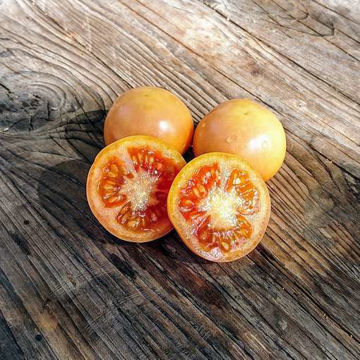 Rama de Mallorca Longkeeper Tomato Rama de Mallorca Longkeeper Tomato