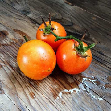 Reverend Morrow’s Long Keeper Tomato Reverend Morrow’s Long Keeper Tomato