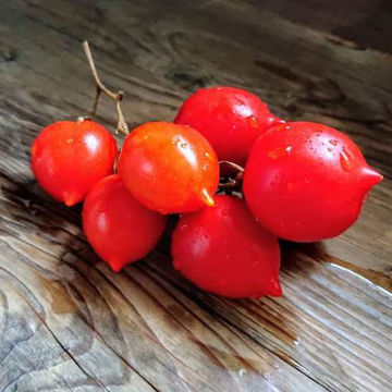 Risentraube Longkeeper Tomato Risentraube Longkeeper Tomato