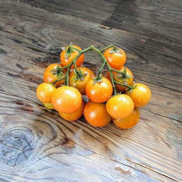 Serendipity Longkeeper Tomato Serendipity Longkeeper Tomato
