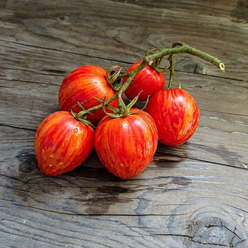 Sibirische Appeltomaat Longkeeper Tomato